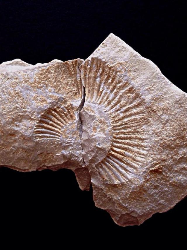 ammonite-969190_1280-1.jpg