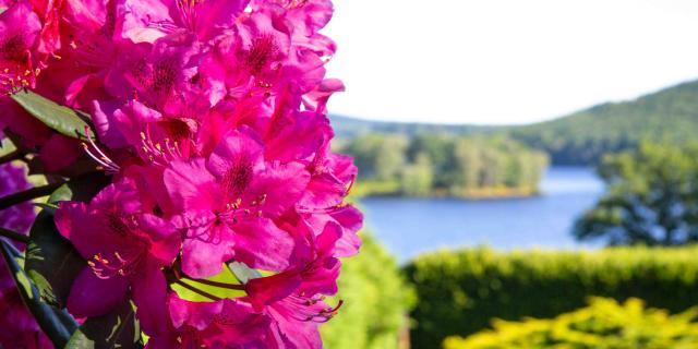 rhododendrons-vassiviere-maxime-authier-2022-13-copie.jpg