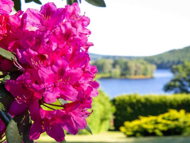 rhododendrons-vassiviere-maxime-authier-2022-13-copie.jpg