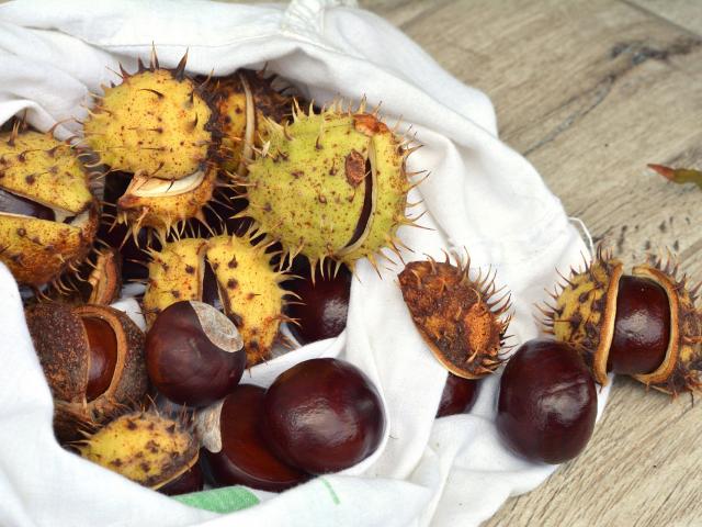 chestnuts-par-utroja0-Pixabay.jpg