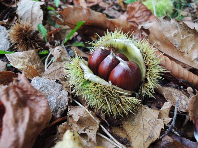 Nature 06 ©tourisme Aubusson Felletin