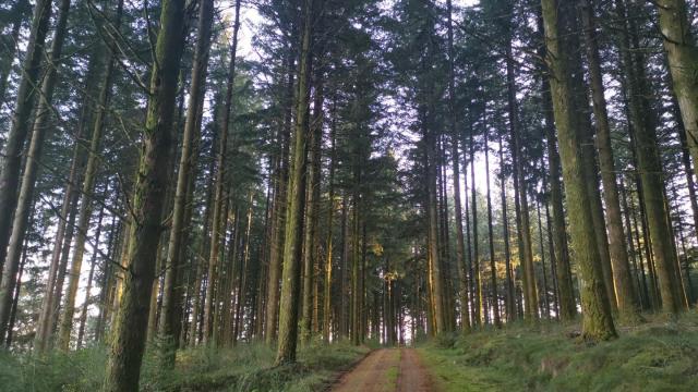 chemin de traverse