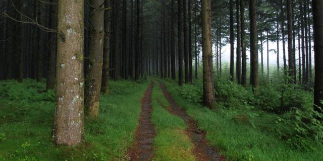 chemin en forêt