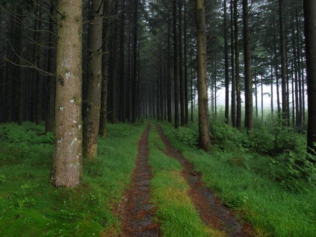 chemin en forêt