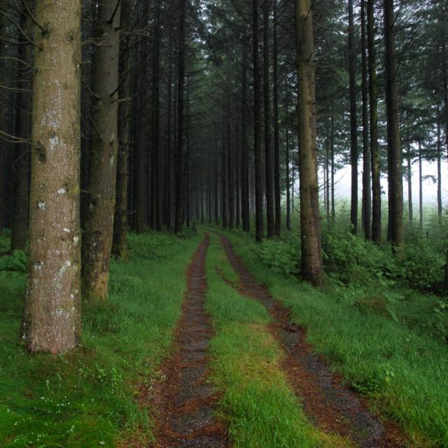 chemin en forêt