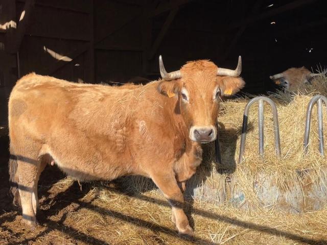 Ferme de Drouillas Creuse