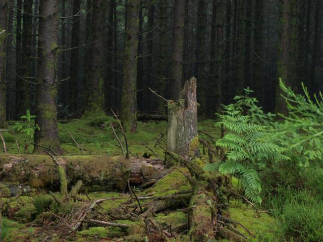 forêt