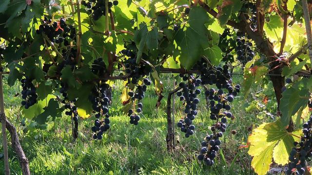 Vin en Creuse