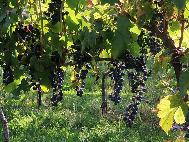 Vin en Creuse