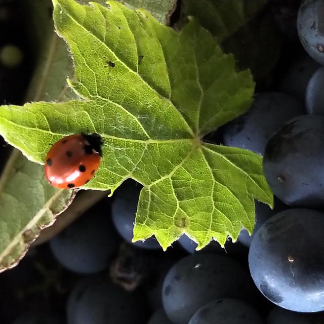 Vin en Creuse