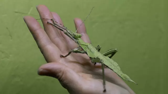 Cité des insectes - Fête de l'écotourisme ©Aurélie Maichel