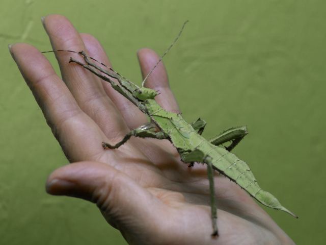 Cité des insectes - Fête de l'écotourisme ©Aurélie Maichel