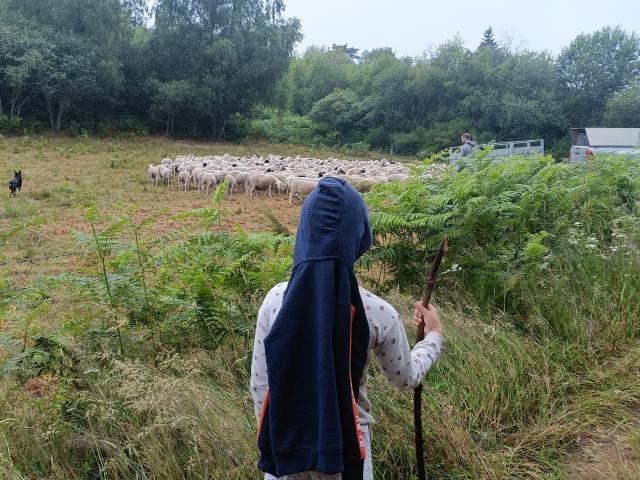 pastoralisme lac de Vassivière