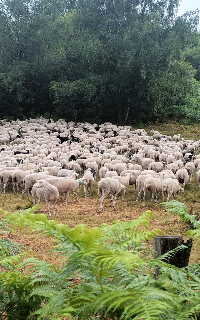 pastoralisme lac de Vassivière