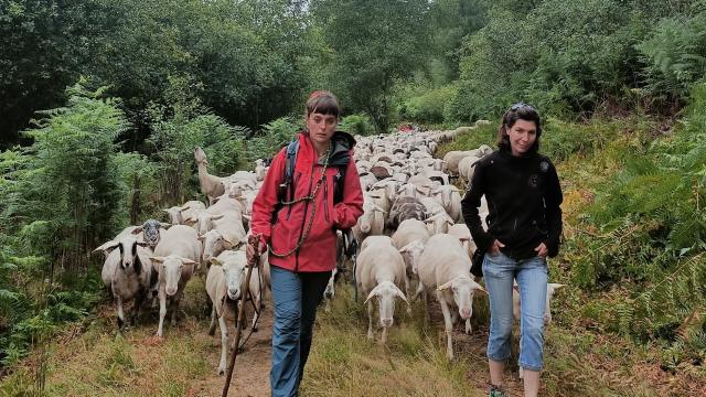 pastoralisme lac de Vassivière