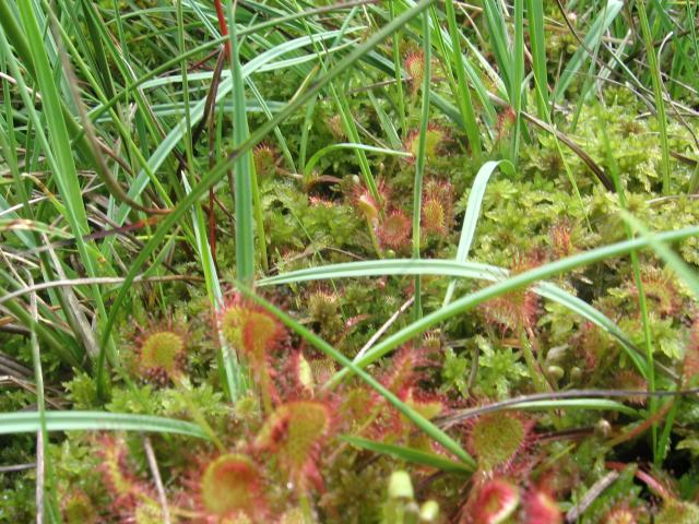 Drosera