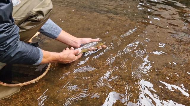 Poisson Relache En Creuse