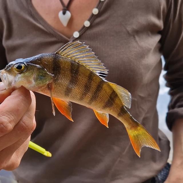 Poissons Creuse