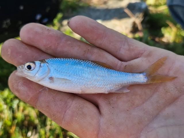 Poisson Creuse