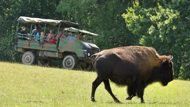 élevage de bisons d'Amerique au Palais-Bourganeuf-dépt.23