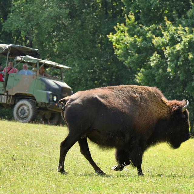 élevage de bisons d'Amerique au Palais-Bourganeuf-dépt.23