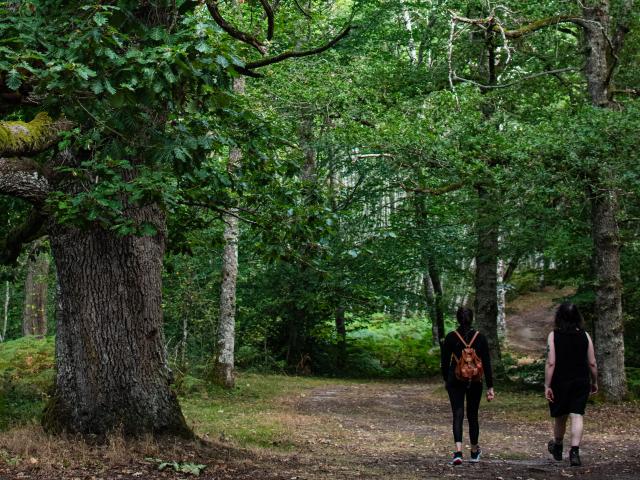 DONTREIX_ Forêt de Drouille