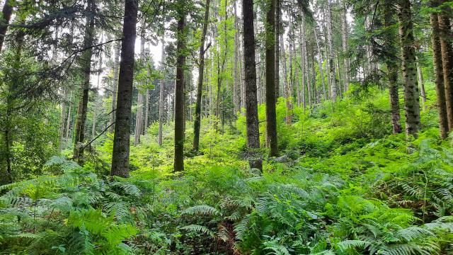 Foret Darfeuille Aubusson Felletin Tourisme