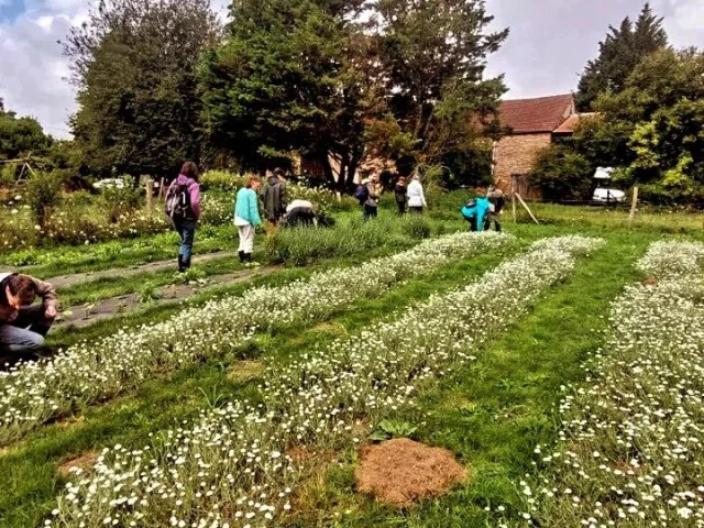 Pimprenelles, jardin en Creuse