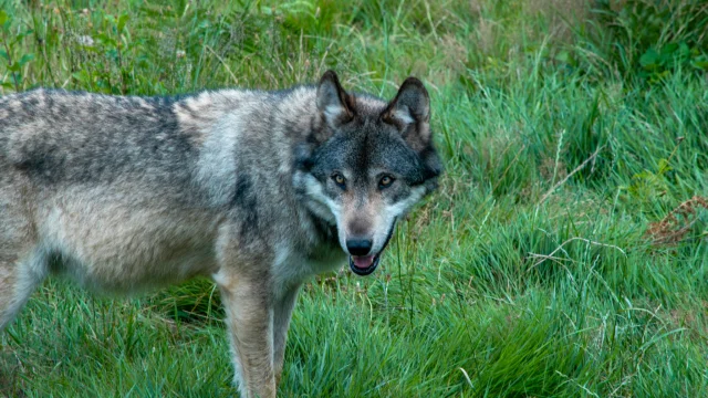 Loups de Chabrières - Parc Animalier des Monts de Guéret