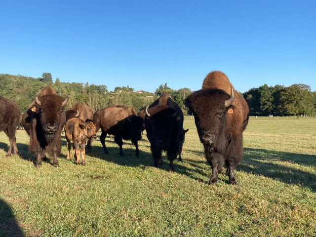 Bisons Du Palais2