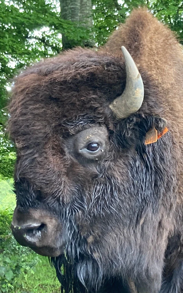 Bisons Du Palais3