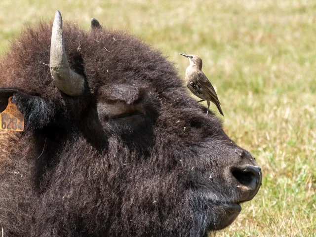 Bisons Du Palais5