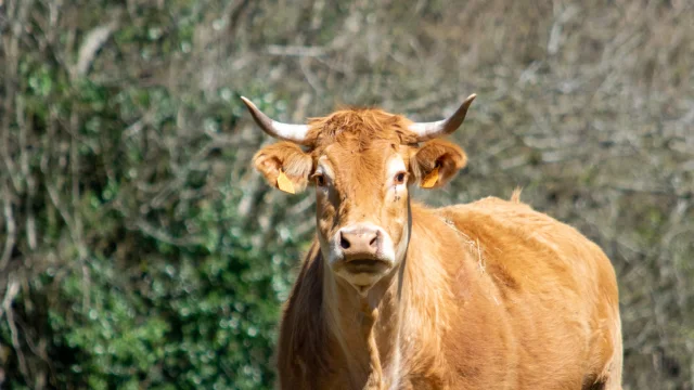 Vache limousine