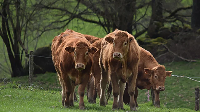 Vaches En Creuse