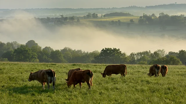 Vaches Paysages Creditj.damase 2016 1 1