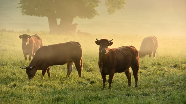 Vaches Paysages Creditj.damase 2016 1 2