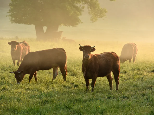 Vaches Paysages Creditj.damase 2016 1 2