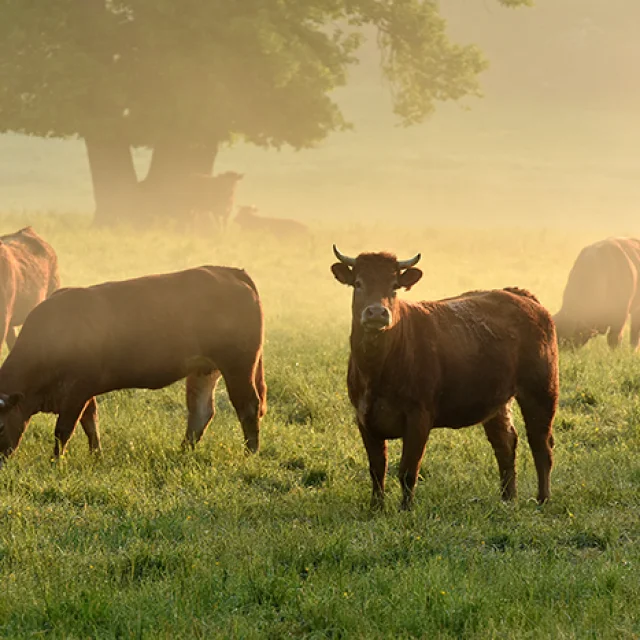 Vaches Paysages Creditj.damase 2016 1 2