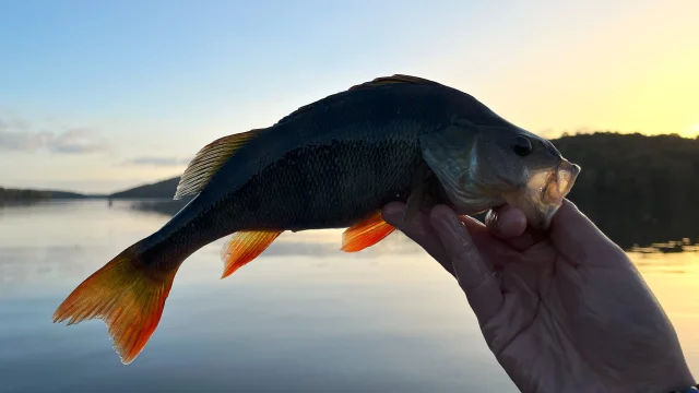 Clement Mazouffre Fish And Guide 2