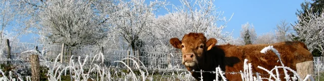 Matin Givre Porcher 1