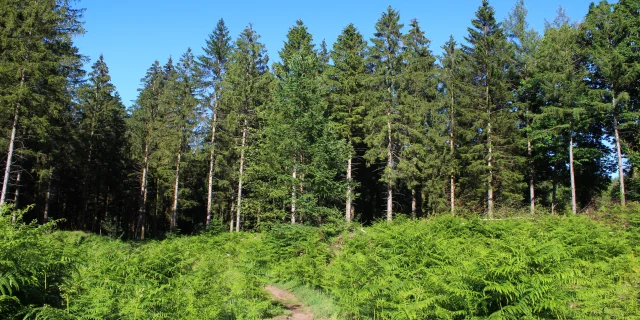 Forêt domaniale de Chabrières