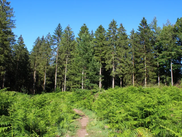 Forêt domaniale de Chabrières