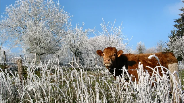 Matin Givre Porcher 1