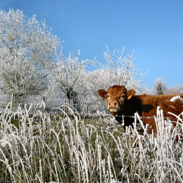 Matin Givre Porcher 1